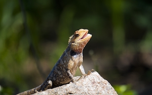маленькая коричневая рептилия на камне, крупный план 