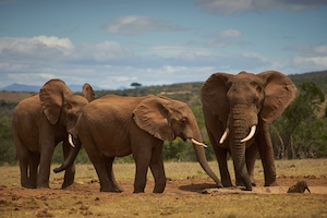 три слона на фоне дневного пейзажа 