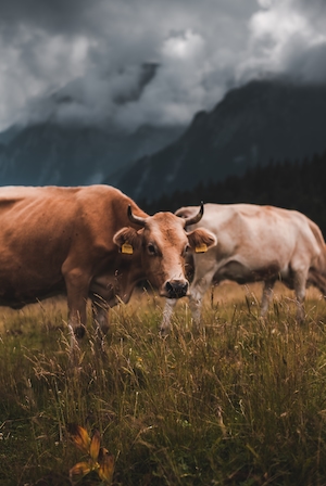 рогатые коровы на лугу на фоне гор 