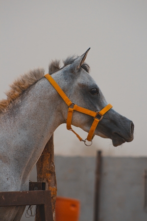 серо-белая лошадь с ярко-оранжевой уздечкой 