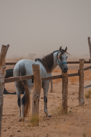 белый конь в загоне, смотрит в кадр 