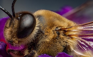 Макросъемка пчелы на цветке
