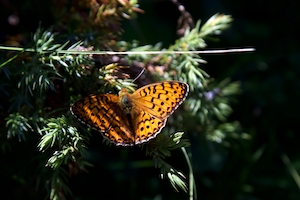 оранжевая бабочка сидит на ветке хвойного дерева 