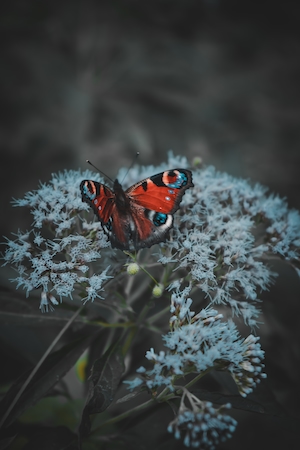 пестрая оранжевая бабочка на голубых цветах 