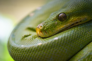 зеленая змея свернулась в клубок, крупный план 