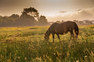 Одна из диких лошадей на болоте Стэнпит, наслаждающаяся утренней трапезой из травы, когда за ней встает солнце.