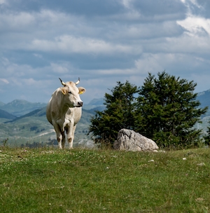 белая рогатая корова на поле 