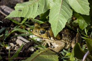 жаба, укрытая зеленым листом, крупный план