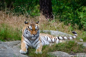 тигр лежит на траве 
