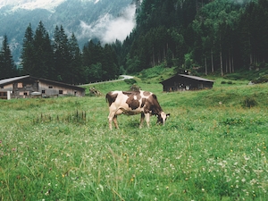 коровы на поле 