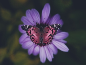 розовая бабочка на фиолетовом цветке 