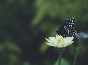 черная бабочка на белом цветке 