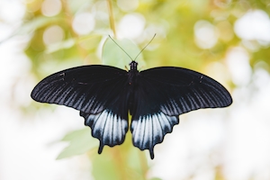 черная бабочка, крупный план 