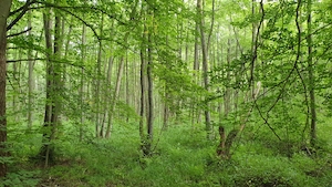 тропический зеленый лес в дневное время 