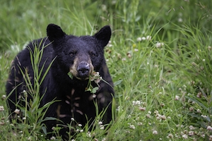 Черный медведь ест траву.