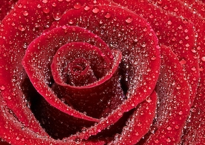 Красная роза в капельках воды, крупный план 