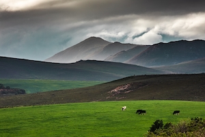 Сельская горная сцена с пасущимися коровами на переднем плане