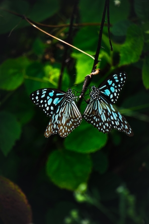 две пятнистые голубые бабочки сидят на ветке