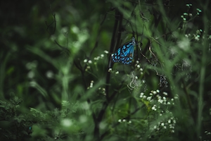 голубая бабочка сидит на цветущем растении 