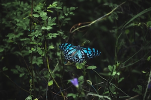 Голубая бабочка в окружении зеленых растений 