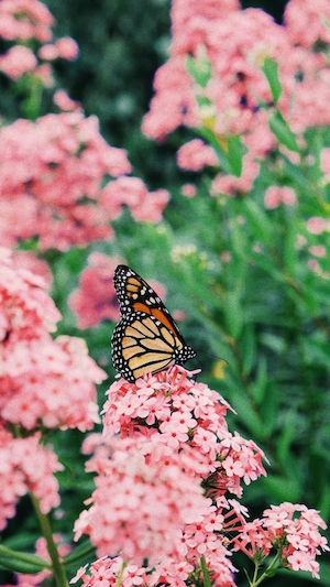 оранжевая бабочка на розовых цветах, крупный план 