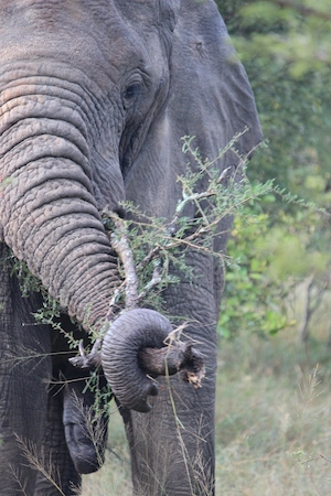 Африканский слон осторожно хватает ствол акации, готовый сорвать питательные листья и не боящийся шипов.