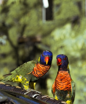 разноцветные попугаи на ветке, крупный план