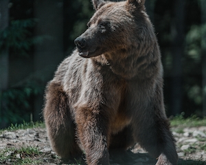 Бурый медведь в диком лесу, крупный план 