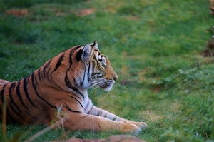 тигр лежит на траве, крупный план