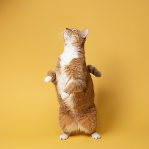 Рыжая кошка на желтом фоне стоит на задних лапах и смотрит вверх 
