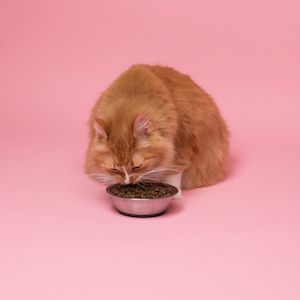 Рыжий кот есть из металлической миски на розовом фоне 