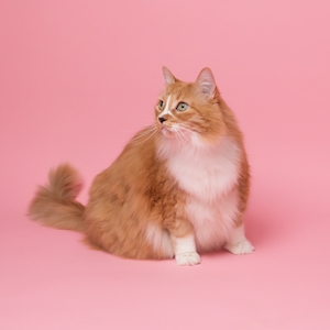 рыжий кот на розовом фоне 