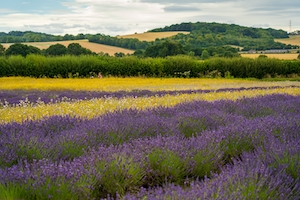 Поле лаванды, пурпурное, контрастирующее с другими полевыми цветами в поле и зеленой изгородью.