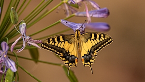 Бабочка-ласточкин хвост с сиреневым цветком