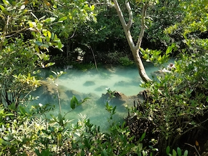 тропический пейзаж, голубое озеро, зеленые растения по периметру 