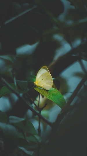 желтая бабочка в окружении зеленых растений 