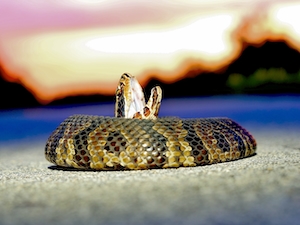 змея на фоне заката 