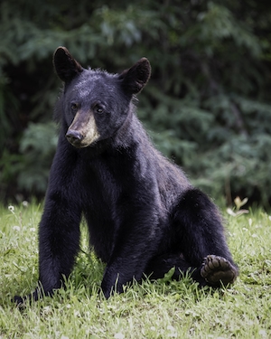 Черный медведь сидит на траве. 