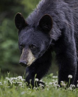 Черный медведь в дикой природе, крупный план 