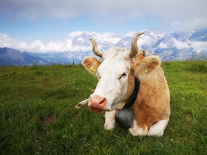рогатая корова на фоне гор 