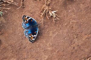 бабочка с голубым акцентом на фоне красного песка