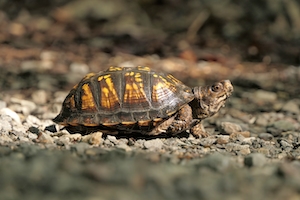 Коробчатая черепаха в дорожном путешествии под утренним солнцем