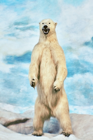 Диорама с таксидермией белого медведя в Музее естественной истории CDMX, белый медведь стоит на задних лапах 