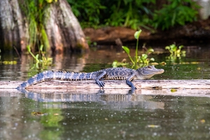 Аллигатор отдыхает на бревне посреди воды 