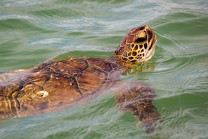 Морская черепаха Кемпа Ридли на пристани 
