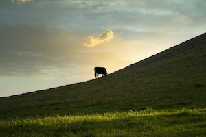 силуэт коровы на холме во время заката 