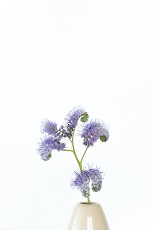 Флора Кружевная Фацелия - Фиолетовый садовый цветок 

