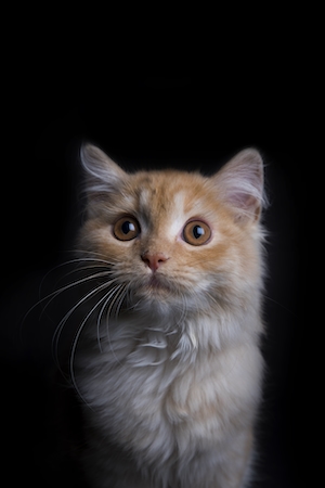 Портрет персидского котенка