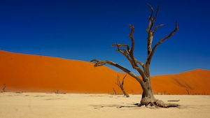 песчаная дюна, пески в пустыне, пейзаж в пустыне, сухое дерево 