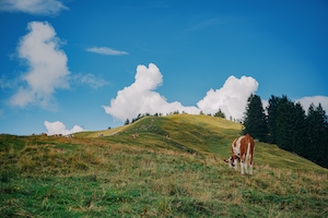 коричневая корова на склоне холма